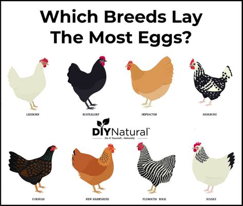 chicken breeds that lay lots of eggs